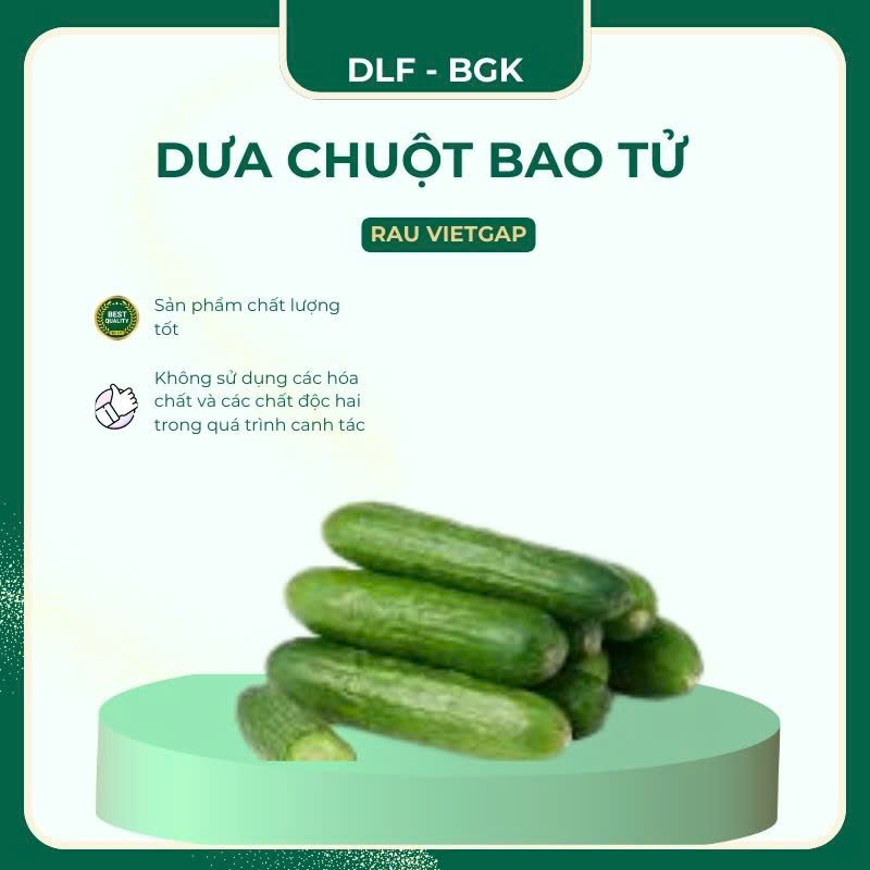 Dưa chuột bao tử